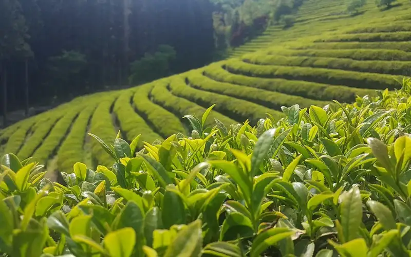 Trà đen ngon - Bí quyết toàn diện cho sức khoẻ