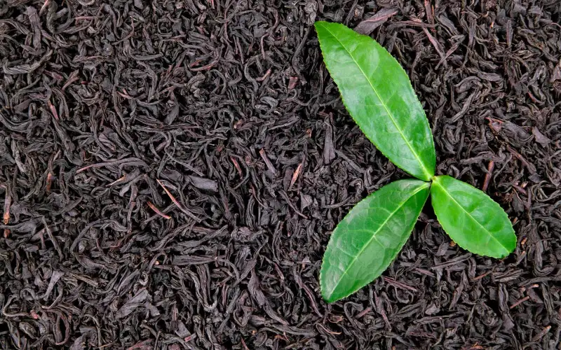 Trà pha chế là gì ? Trà pha chế khác gì so với trà thường