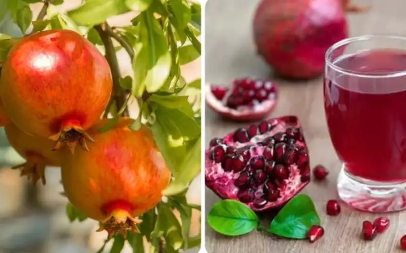 Bí quyết cách Làm Trà Lựu Trân Châu Giòn