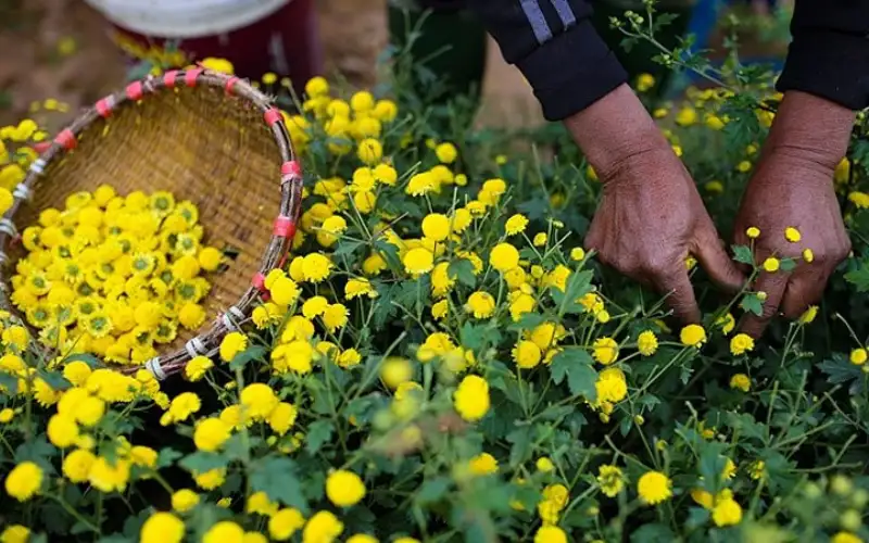 Trà Hoa Cúc – Thức Uống Thanh Mát Với Nhiều Lợi Ích Tuyệt Vời Cho Sức Khỏe Con Người