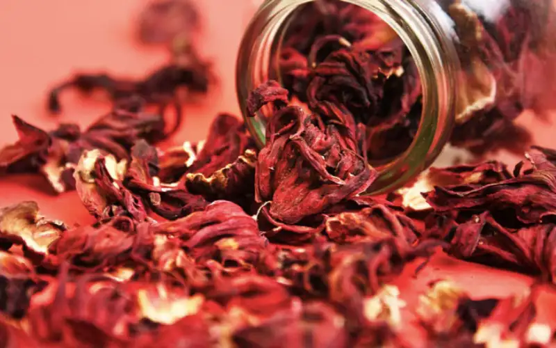 Hoa Atiso Đỏ – Thức Quà Thiên Nhiên Cho Sức Khỏe & Sắc Đẹp