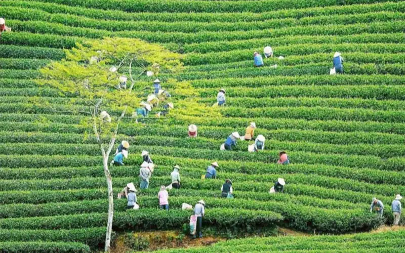 So sánh trà Bảo Lộc và trà Cầu Đất