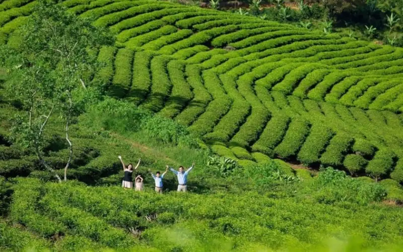 So sánh trà Bảo Lộc và trà Cầu Đất