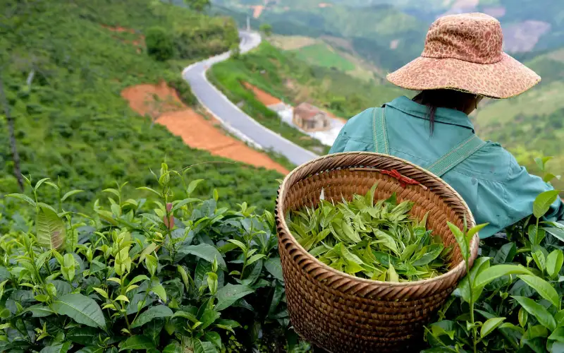 Vùng Trà Hà Giang – Khám phá vùng trà cổ thụ