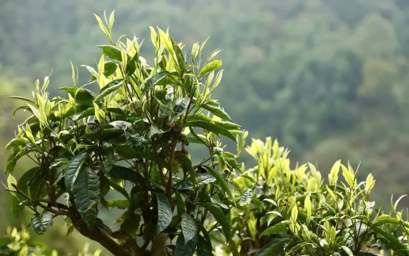 Vùng Trà Hà Giang – Khám phá vùng trà cổ thụ