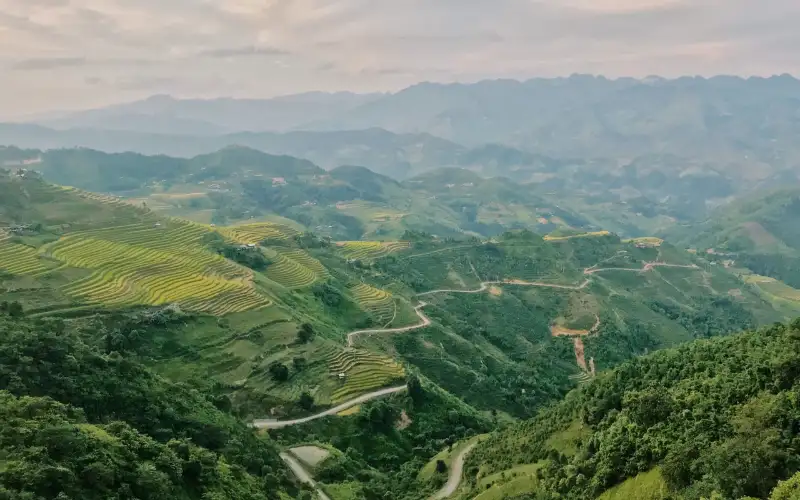 Vùng Trà Hà Giang – Khám phá vùng trà cổ thụ