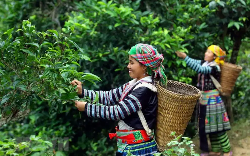 Vùng Trà Hà Giang – Khám phá vùng trà cổ thụ