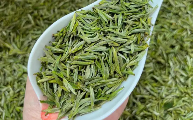 Trà đặc sản Trung Hoa trà hoàng sơn mao phong