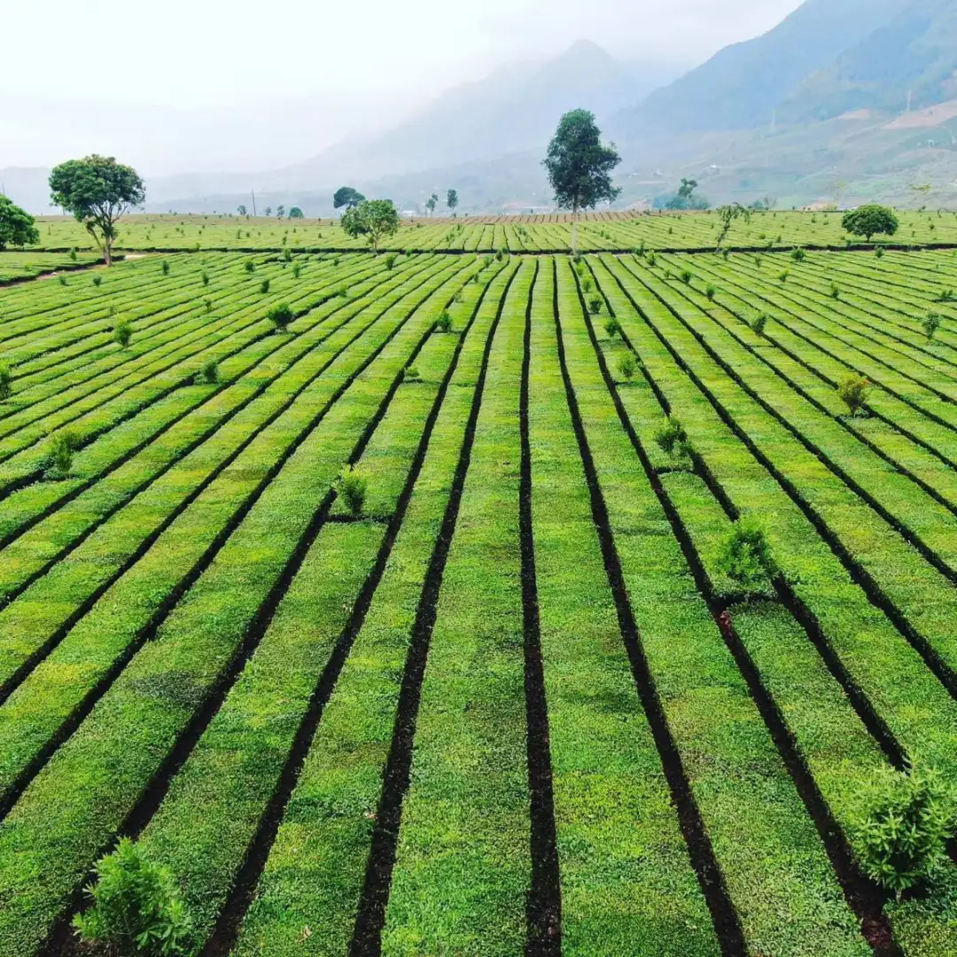 Vùng Trà Đặc Sản Việt Nam – Bản đồ 34