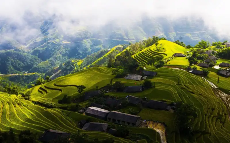 Vùng Trà Hà Giang – Khám phá vùng trà cổ thụ