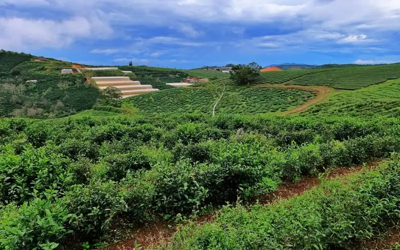 So sánh trà Bảo Lộc và trà Cầu Đất