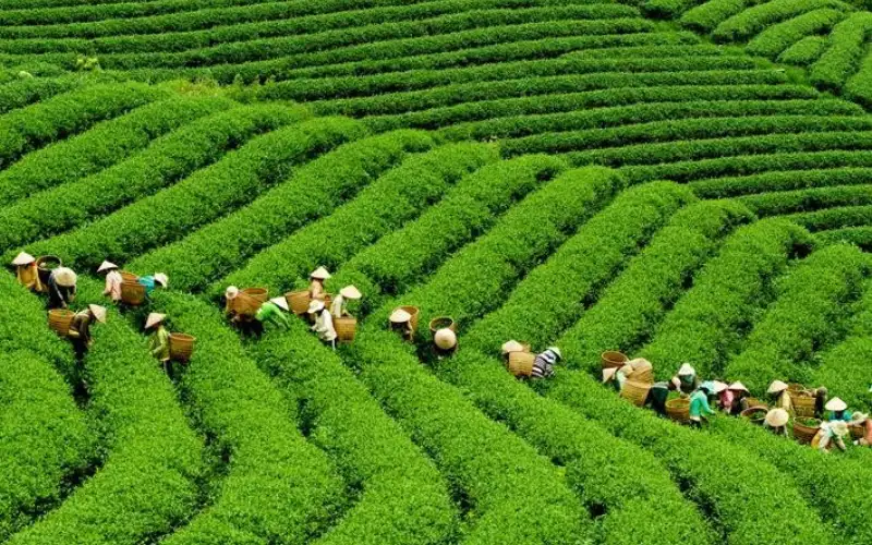 Vùng trà B’lao – Bảo Lộc