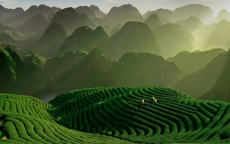 trà đặc sản Đài Loan nổi tiếng