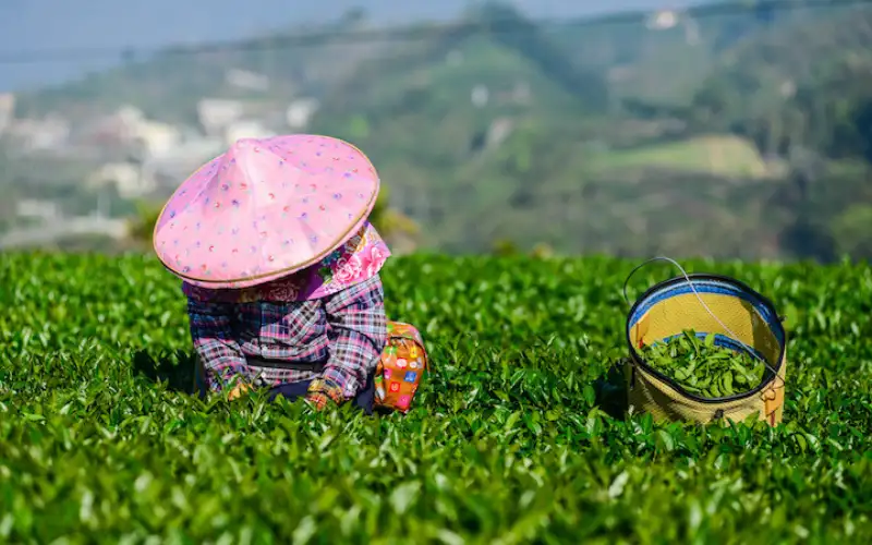 trà đặc sản Đài Loan nổi tiếng