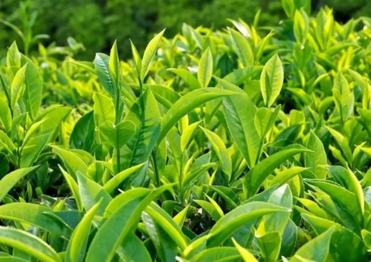 trà là gì, lợi ích của trà