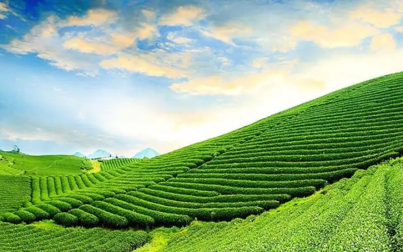 trà Bảo Lộc mang ý nghĩa về vùng trồng