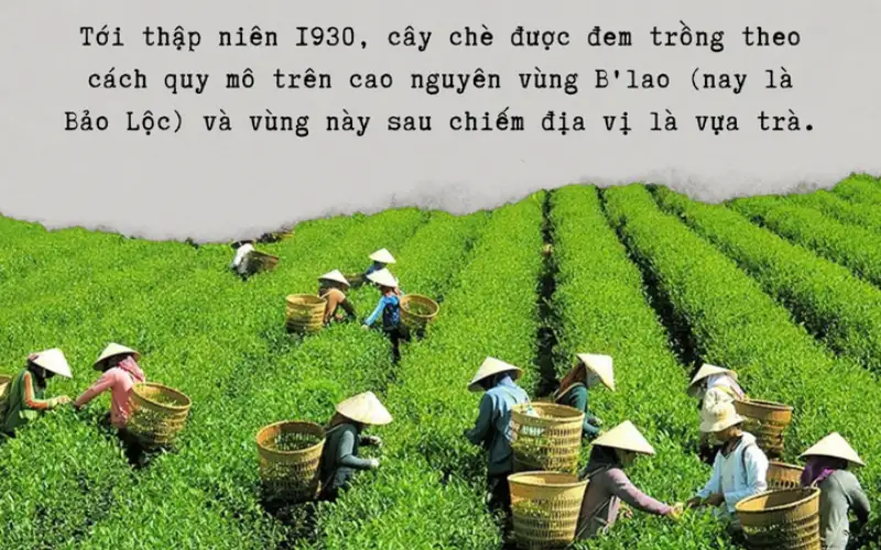 Vùng trà B’lao – Bảo Lộc
