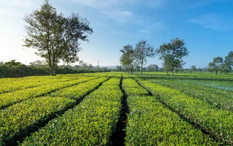 Vùng Trà Đặc Sản Việt Nam – Bản đồ 34