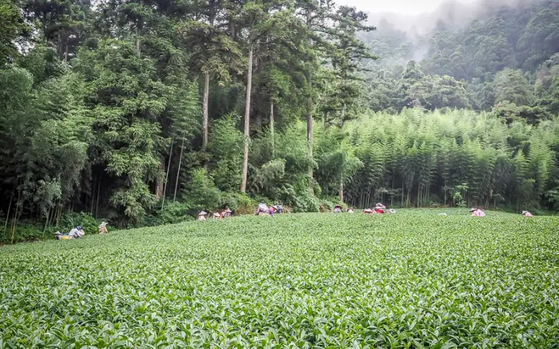 trà đặc sản Đài Loan nổi tiếng