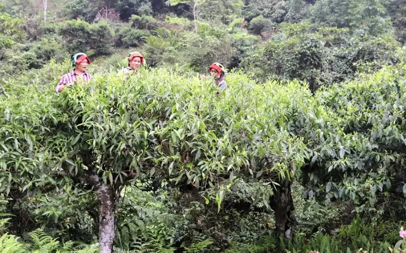 Vùng Trà Đặc Sản Việt Nam – Bản đồ 34