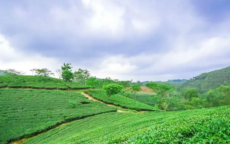 Vùng Trà Đặc Sản Việt Nam – Bản đồ 34