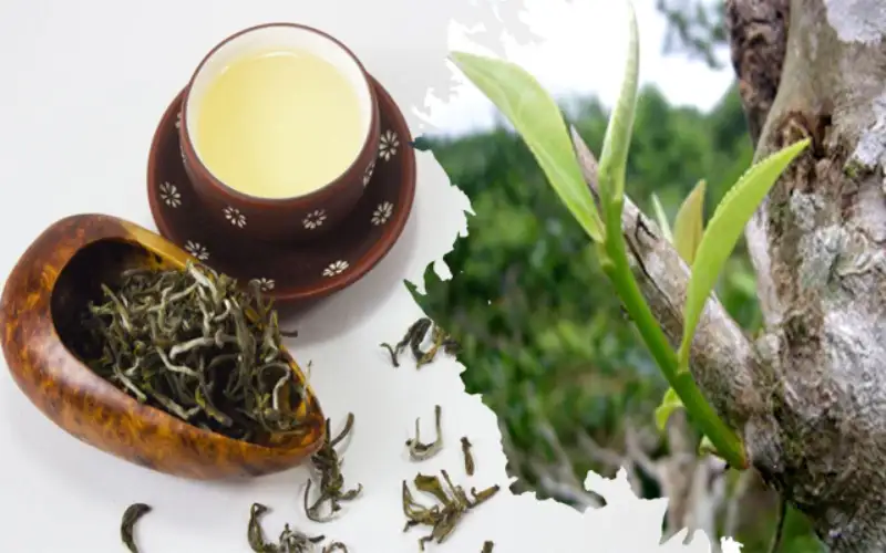 Nguồn gốc trà Shan Tuyết Việt Nam