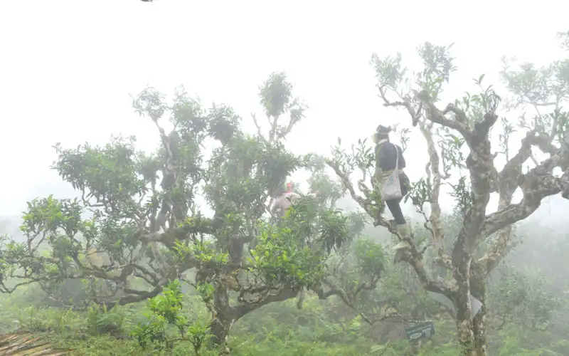 Nguồn gốc trà Shan Tuyết Việt Nam