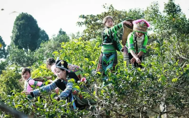 Trà Shan Tuyết Suối Giàng có dễ uống không