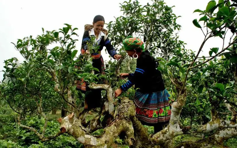 Trà Shan Tuyết Suối Giàng có dễ uống không