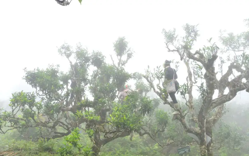Trà Shan Tuyết Suối Giàng có dễ uống không