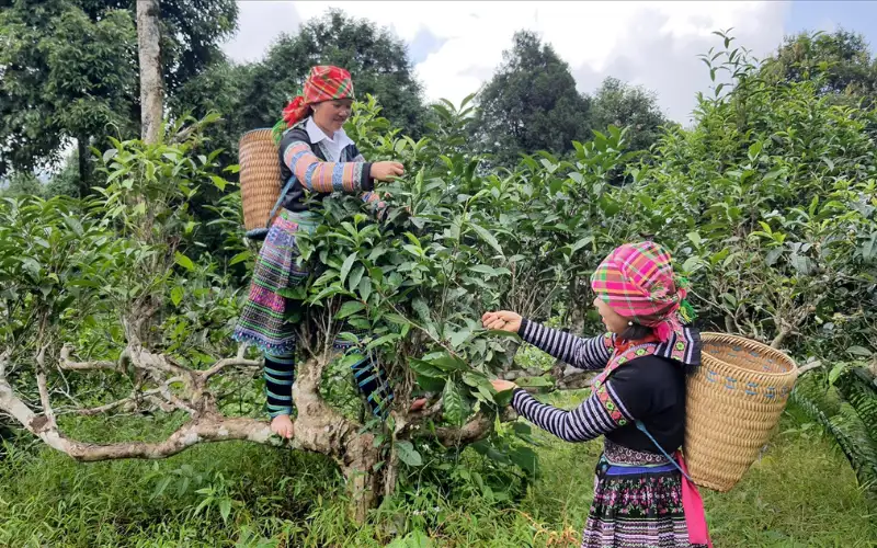 Trà Shan Tuyết Suối Giàng có dễ uống không
