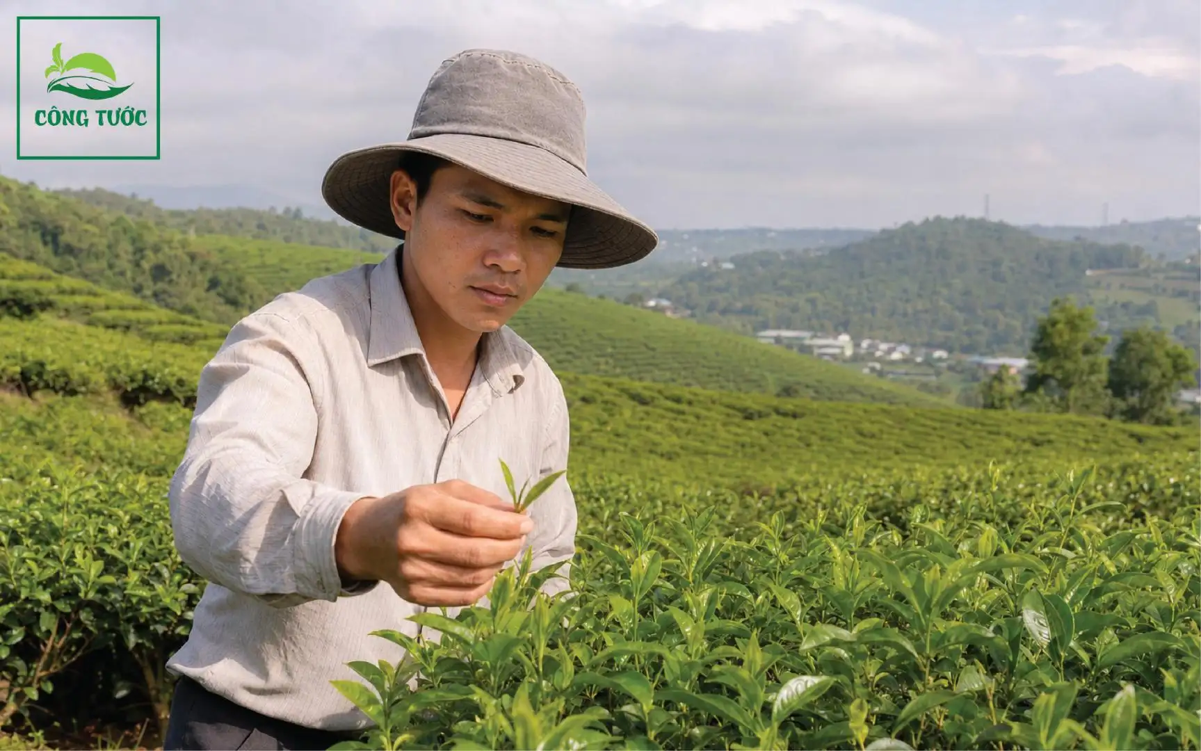 Kiểm Tra Chất Lượng Trà Bảo Lộc