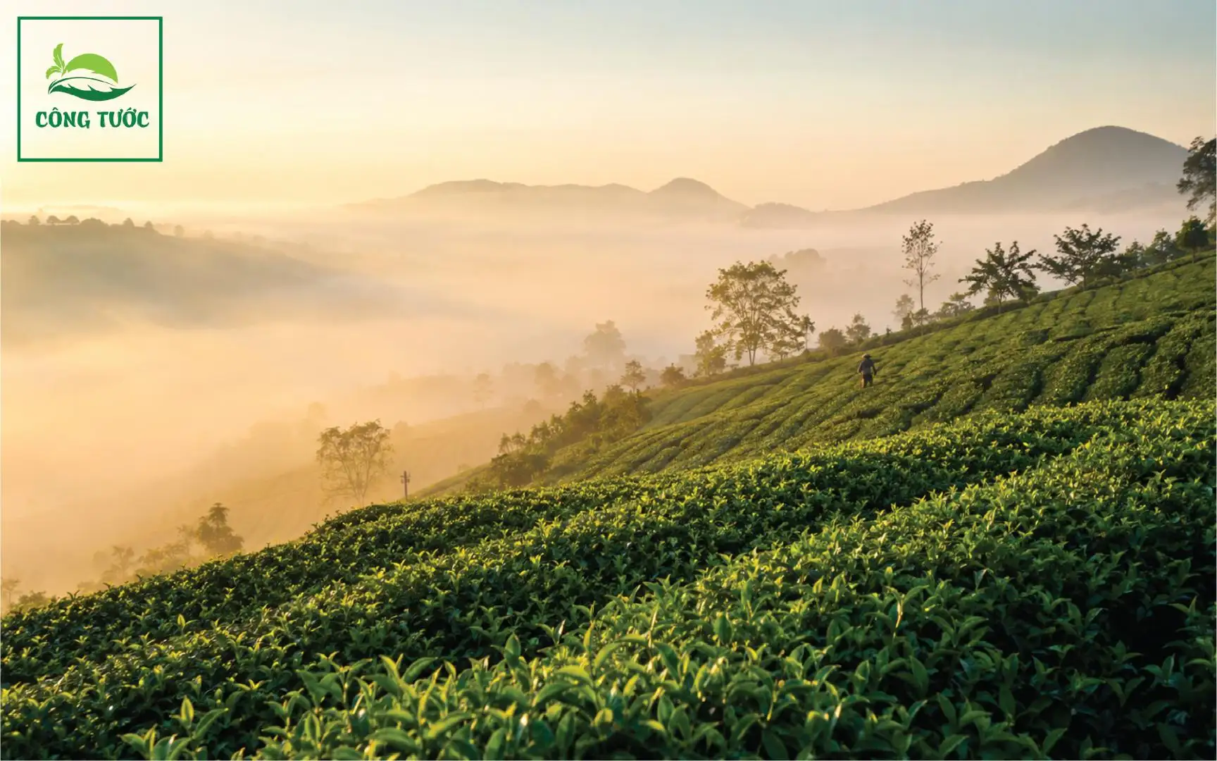 Sương sớm trên đồi chè Bảo Lộc
